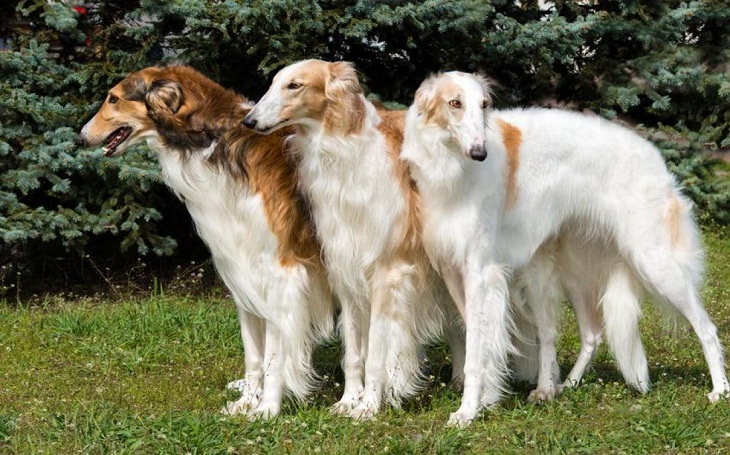 does the borzoi have rabies