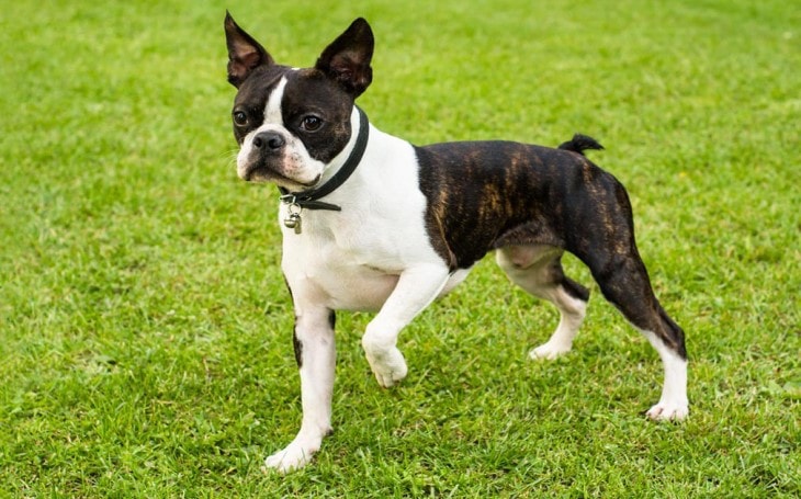 Boston Terrier are Also Known as American Gentleman.