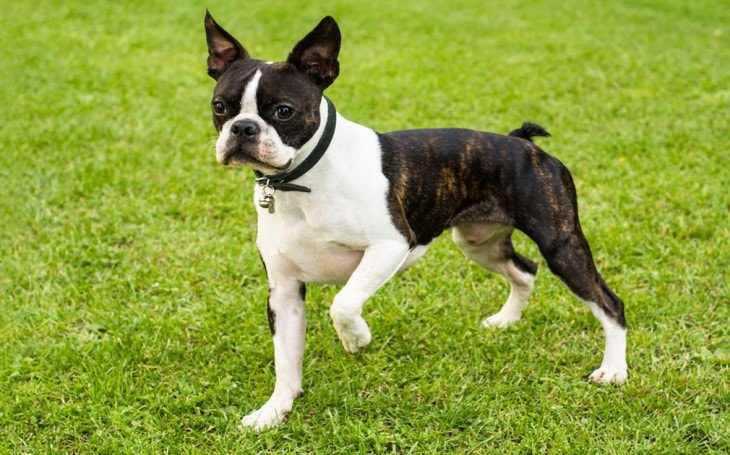 are boston terrier noisy