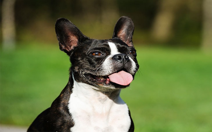 A Boston Terrier dog.