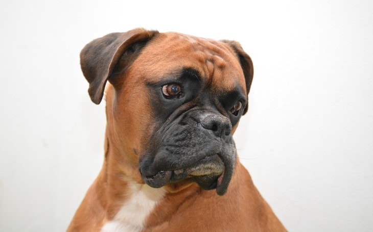 traits of a boxer dog breed