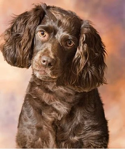 The Boykin Spaniel