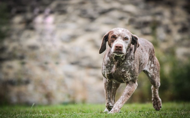 Braque Du Bourbonnais are adaptable dog breed