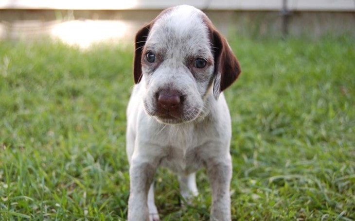 Braque Du Bourbonnais Puppy Are Very Loyal 