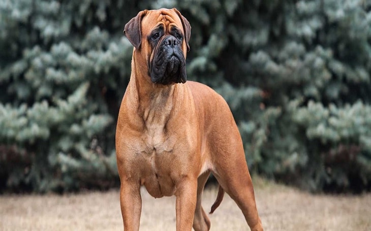 bullmastiff 101