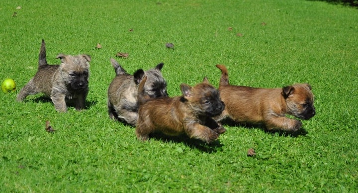 Cairn Terrier puppies