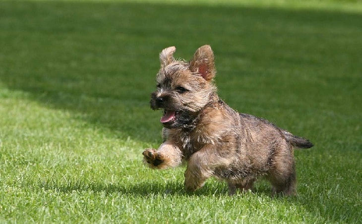 wheaten brindle cairn terrier