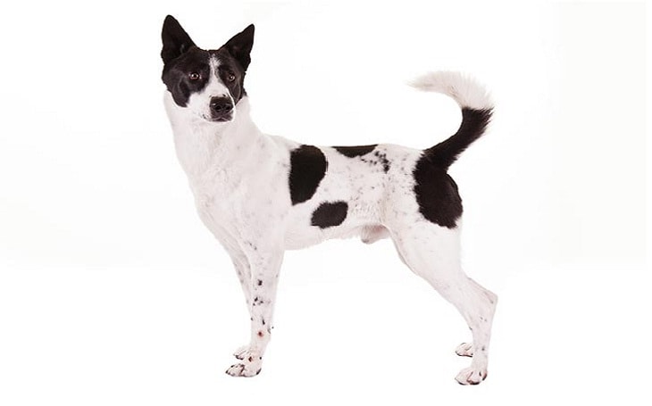 Canaan Dog Behavior