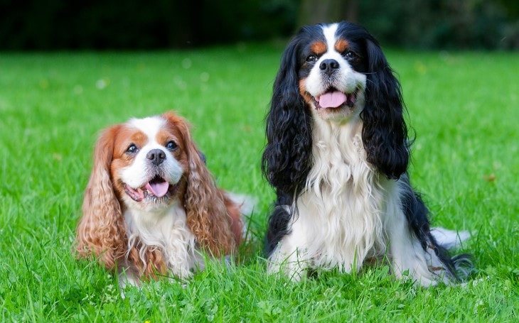 Cavalier King Charles Spaniel Behavior.