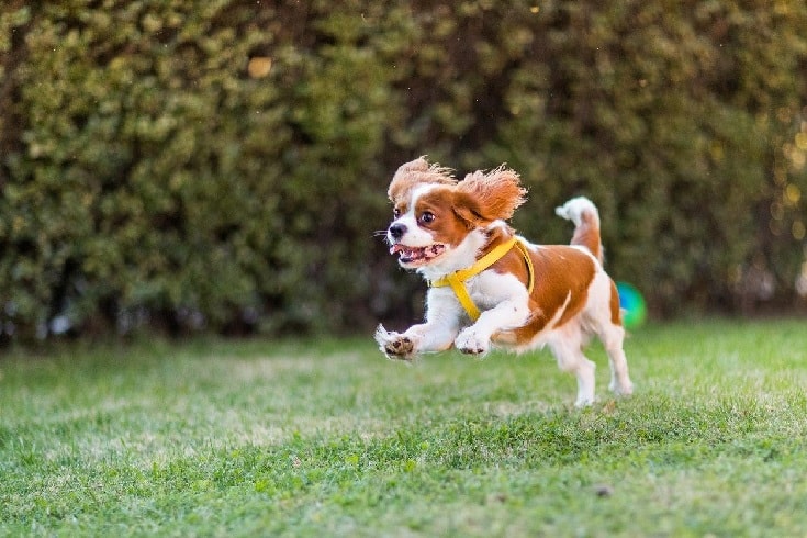 Cavalier King Charles Spaniel Running In The Field.