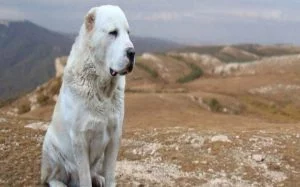 Central Asian Shepherd Are Large Sized Dogs