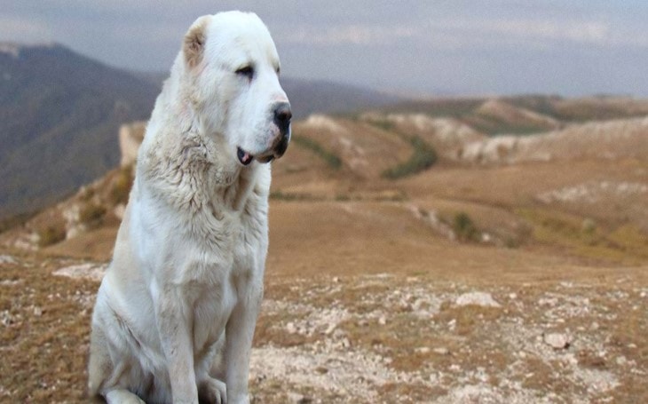 are central asian shepherds intelligent