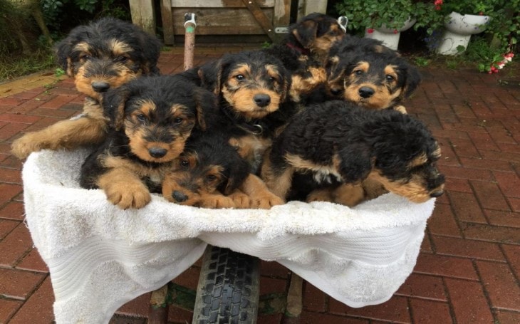 Characteristics of Airedale Terrier Puppies.