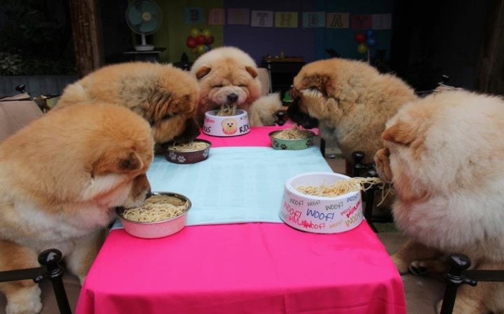A gorup of Chow Chow Dogs Eating in a Table