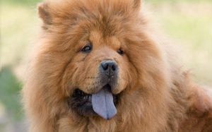 are chow chows dangerous