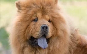 Chow Chow Dogs Personality and temperament.