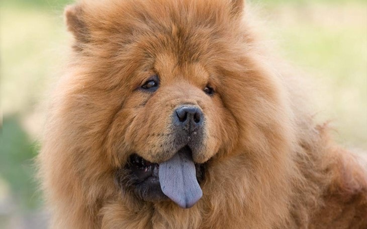 Chow Chow Dog Breed Temperament and Personality