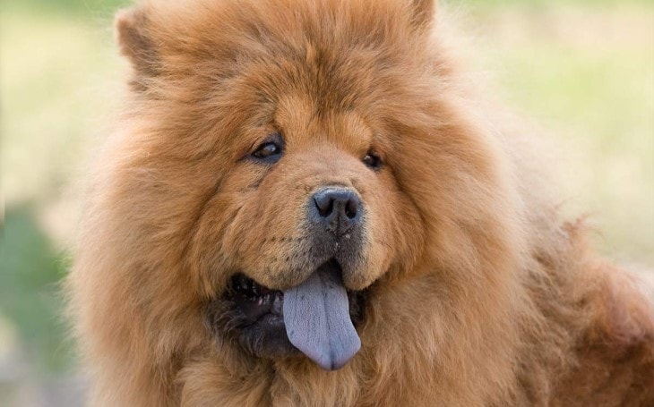 Chow Chow Dog Breed Temperament and Personality Aggressive and Stubborn