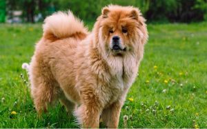 Chow Chow Standing on the Field