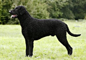 Curly-Coated Retriever are large sized dogs