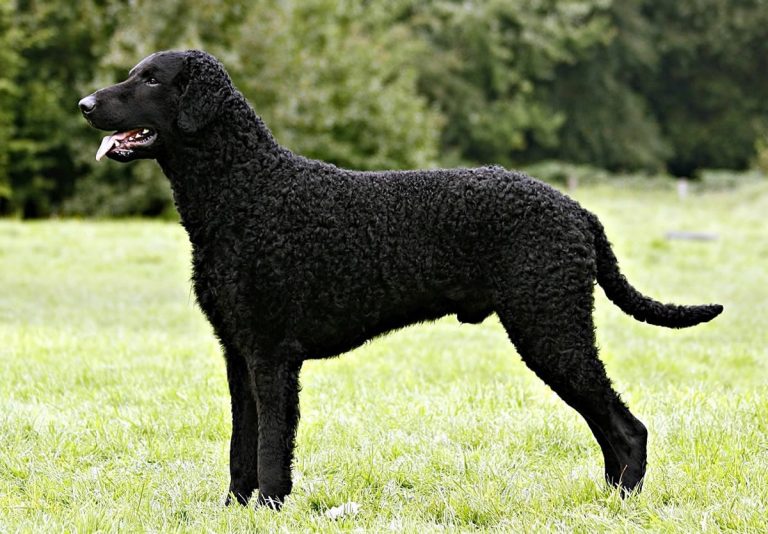 Curly-Coated Retriever Dog Breed – Origin, Behavior, Trainability ...