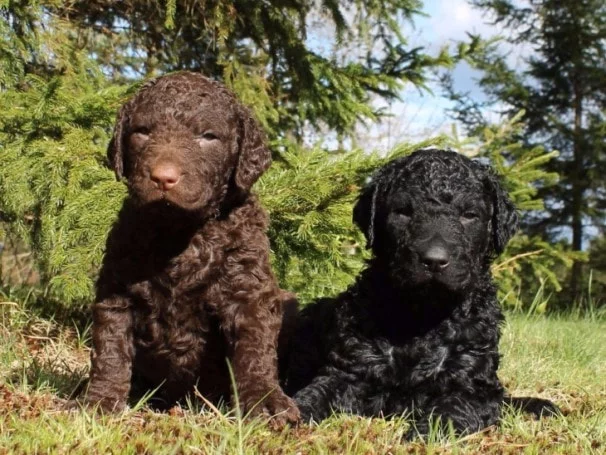 Curly-coated Retriever are Very loving 