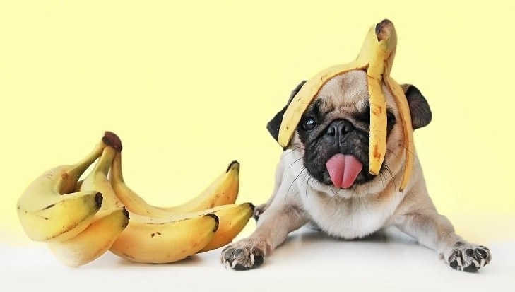 Dogs And Bananas.