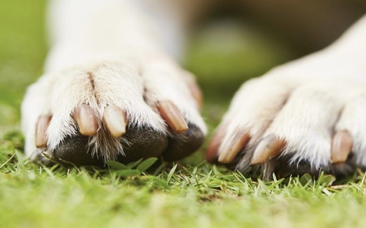 why do dogs bite their paws