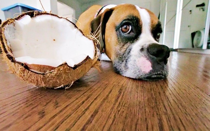 Dog Loves to Eat Coconut Water.