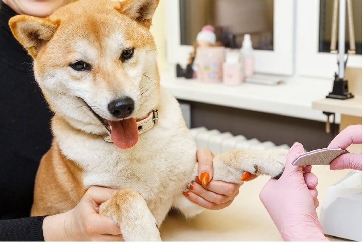 Make Dog's Enjoy Their Nail Trimming