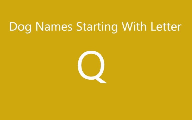 Dog Names That Start With Letter Q.