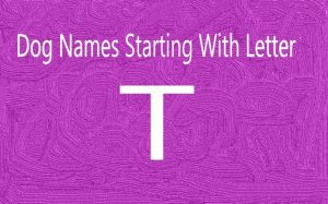 Dog Names Starting from Letter T.