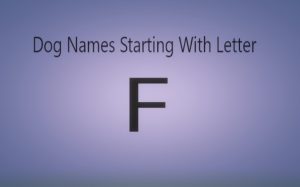 Extraordinary Dog Names Starting With Letter “F”. Both Male and Female Dogs