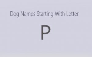 Extraordinary Dog Names Starting With Letter “P”. Both Male and Female Dogs