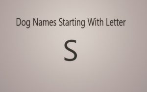 Male and Female Dogs Name Starting With Letter S.