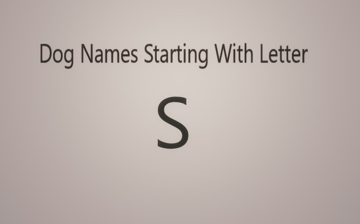Extraordinary Dog Names Starting With Letter S Both Male And