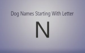 Dog Names Starting with letter N.