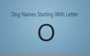 Dog Names Starting with Letter O.