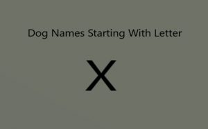 Dog's Name starting with letter X.