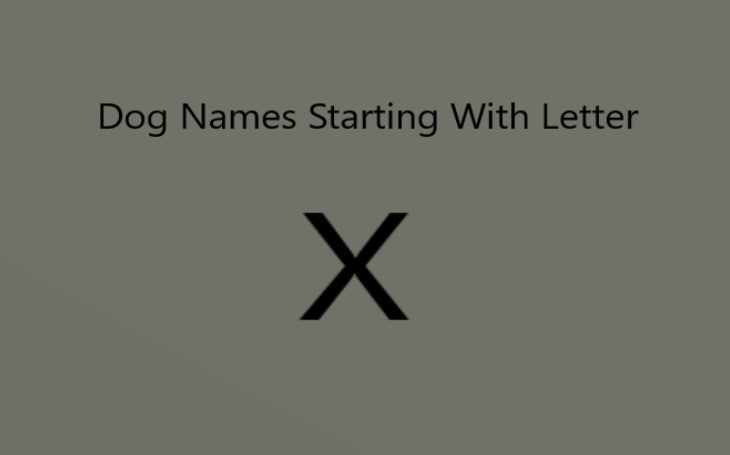 Dog's Name starting with letter X.