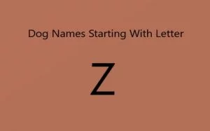 Dog Name starting with letter z.