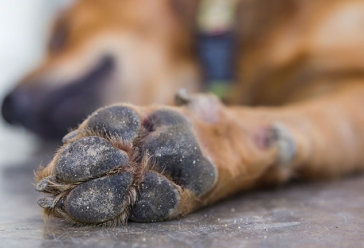 Dandruff In Dog's Paw. 