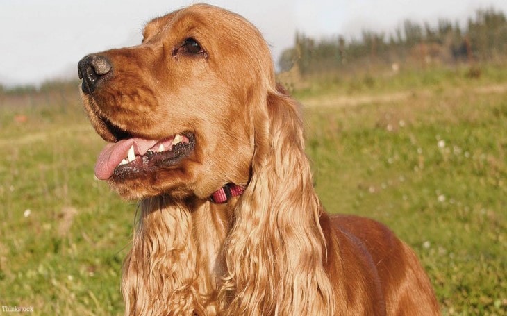 the english cocker spaniel