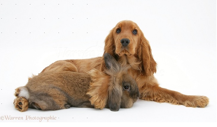 English Cocker Spaniel  Playing WIth Rabbit