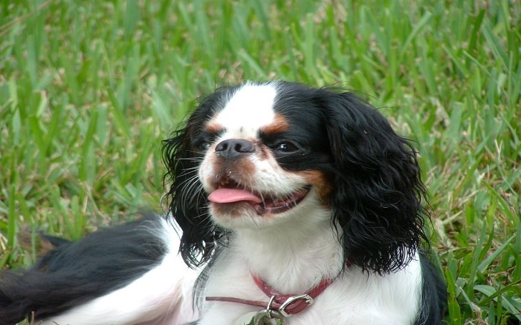 King Charles Spaniel Sitting