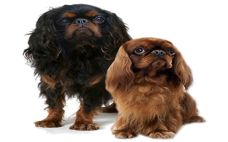 Two English Toy Spaniels Standing