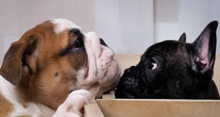 French Bulldog And English Bulldog