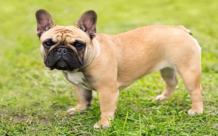 French Bulldogs are very sleepy in nature.