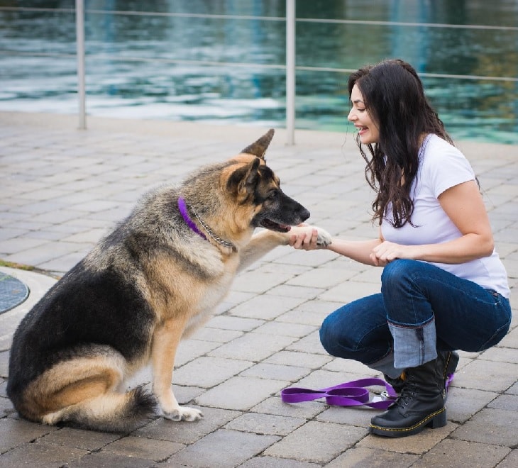 German Shepherd And Its Owner.