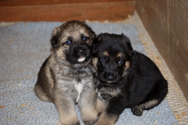 GSD Puppies 2 Weeks Old.